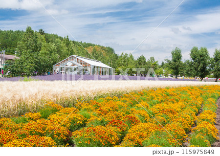 【北海道】ファーム富田の美しい花畑の風景　富良野 115975849