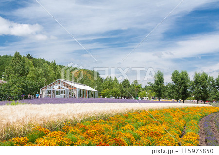 【北海道】ファーム富田の美しい花畑の風景　富良野 115975850
