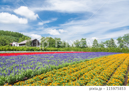 【北海道】ファーム富田の美しい花畑の風景 富良野 【北海道】ファーム富田の美しい花畑の風景 富良野 115975853