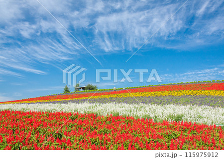 「北海道」かんのファーム・花畑の風景　富良野 115975912