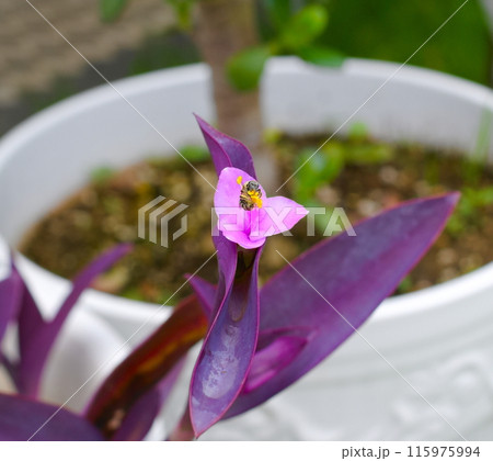 花粉を集める蜂 花粉を集める蜂 115975994