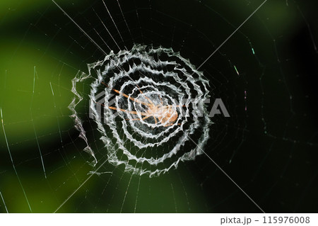 ウズグモの一種の巣 115976008