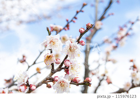 青空に映える佐布里梅（そうりうめ） 115976123
