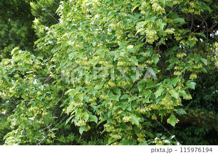 トウカエデの翼果・2023年6月　 115976194