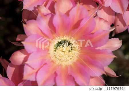 我が家に咲く65年間育てたサボテン短毛丸の花 115976364