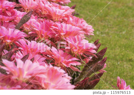 我が家に咲く65年間育てたサボテン短毛丸の花 我が家に咲く65年間育てたサボテン短毛丸の花 115976513