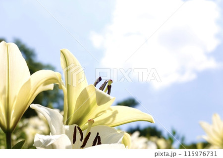 百合　白 115976731