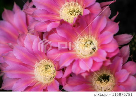 我が家に咲く65年間育てたサボテン短毛丸の花 我が家に咲く65年間育てたサボテン短毛丸の花 115976781