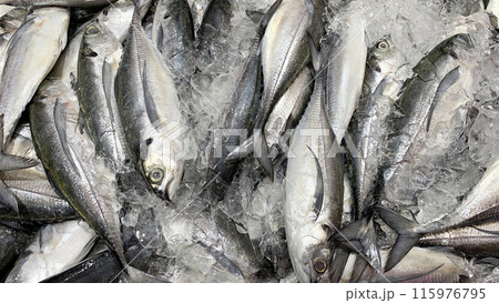 Top view of fresh fish covered with ice display in wet market . Asian food concept. Top view of fresh fish covered with ice display in wet market . Asian food concept. 115976795