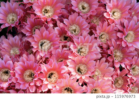 我が家に咲く65年間育てたサボテン短毛丸の花 115976973