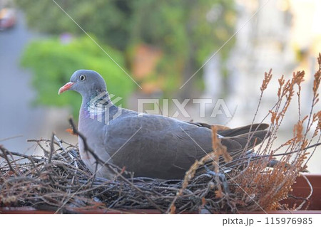 A dove sits on eggs. A pair of pigeons have made a nest in a flower box on a windowsill. The concept of bird life in the city. 115976985
