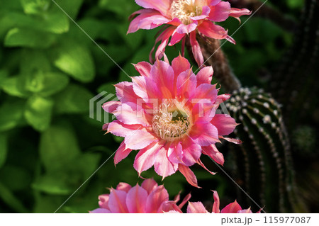我が家に咲く65年間育てたサボテンの花 我が家に咲く65年間育てたサボテンの花 115977087