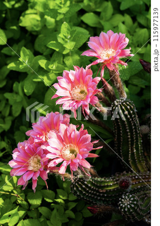 我が家に咲く65年間育てたサボテン短毛丸の花 115977139