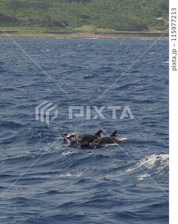 シワハイルカ 115977213