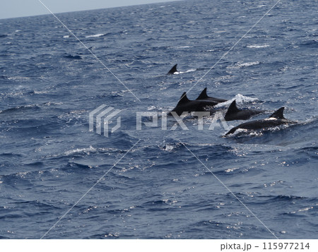 シワハイルカ 115977214