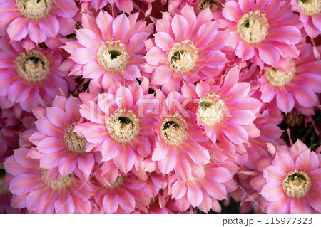 我が家に咲く65年間育てたサボテン短毛丸の花 我が家に咲く65年間育てたサボテン短毛丸の花 115977323