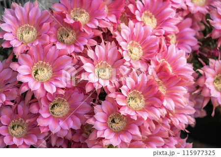 我が家に咲く65年間育てたサボテン短毛丸の花 我が家に咲く65年間育てたサボテン短毛丸の花 115977325