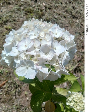 白の紫陽花 白の紫陽花 115977447