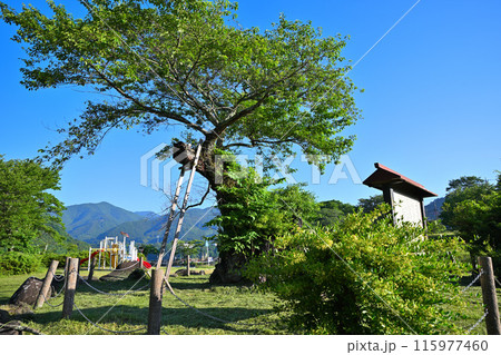 相俣のさかさ桜　赤谷湖畔　猿ヶ京　新緑の季節　 115977460