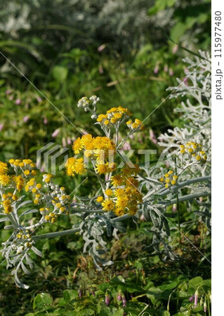 シロタエギクの花・2024年6月　 115977480