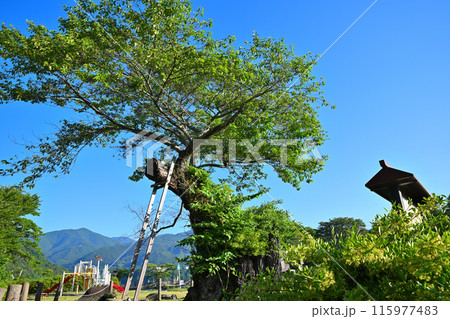 相俣のさかさ桜　赤谷湖畔　猿ヶ京　新緑の季節　 115977483