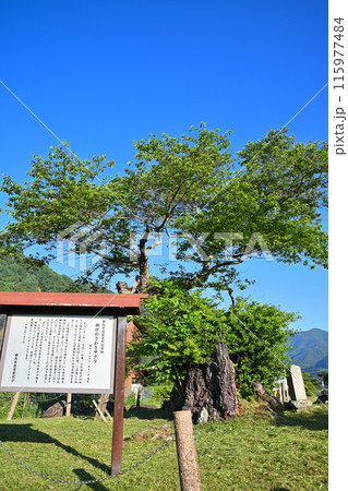 相俣のさかさ桜　赤谷湖畔　猿ヶ京　新緑の季節　 115977484
