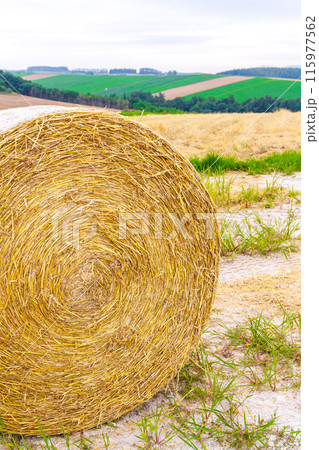 「北海道」美瑛の丘・麦畑と干草ロール 115977562
