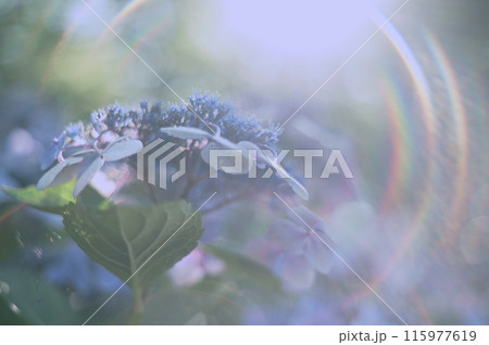 木漏れ日と紫陽花 115977619