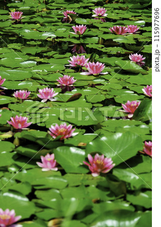 ピンクのスイレン（縦） 115977696