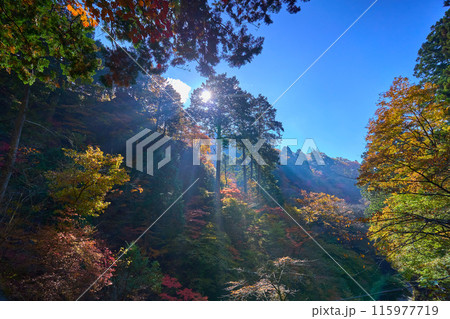 秋の群馬県高崎市 榛名神社の参道から木々の紅葉などを見る 秋の群馬県高崎市 榛名神社の参道から木々の紅葉などを見る 115977719