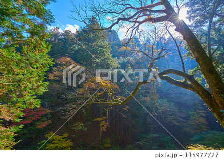 秋の群馬県高崎市 榛名神社の参道から木々の紅葉などを見る 115977727