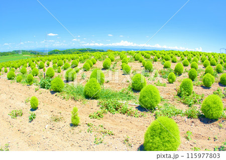 [知多郡]観光農園 花ひろばのコキア畑 115977803