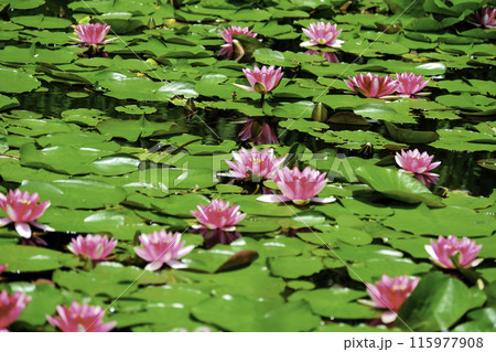 ピンクの睡蓮1 115977908