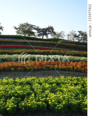 馬見丘陵公園の秋の花々 115977922