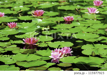 満開のピンクの睡蓮 115977923