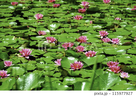 満開のピンクスイレン 115977927