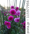 馬見丘陵公園の秋の花々 115977956