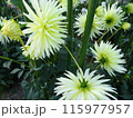 馬見丘陵公園の秋の花々 115977957