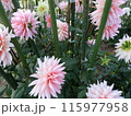 馬見丘陵公園の秋の花々 115977958