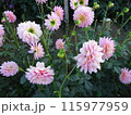 馬見丘陵公園の秋の花々 115977959