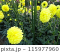 馬見丘陵公園の秋の花々 115977960