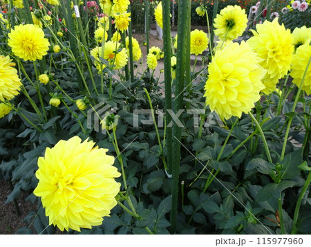 馬見丘陵公園の秋の花々 115977960