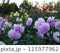 馬見丘陵公園の秋の花々 115977962