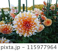 馬見丘陵公園の秋の花々 115977964