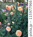 馬見丘陵公園の秋の花々 115977966