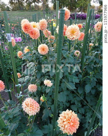 馬見丘陵公園の秋の花々 115977966
