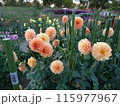 馬見丘陵公園の秋の花々 115977967