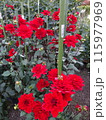 馬見丘陵公園の秋の花々 115977969