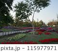 馬見丘陵公園の秋の花々 115977971