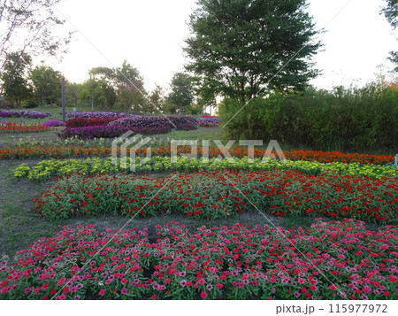 馬見丘陵公園の秋の花々 115977972